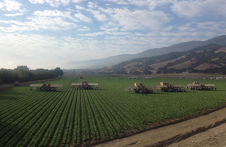 Coastline-lettuce-harvesting