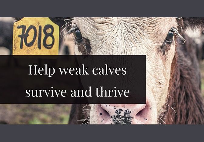Weak Calves Weak Calves