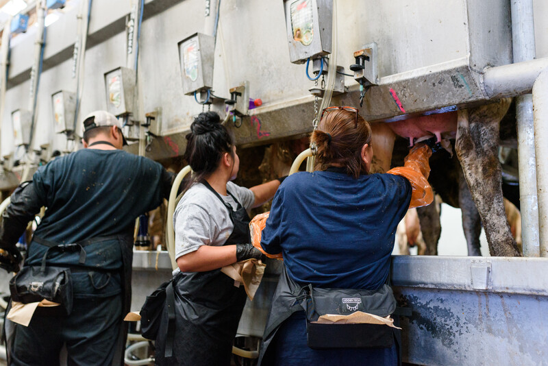 Las Uvas Valley Dairy photos from the September 2017 issue of FJ MILK. 10,500 cow dairy with 160 employees. Las Uvas Valley Dairy 20