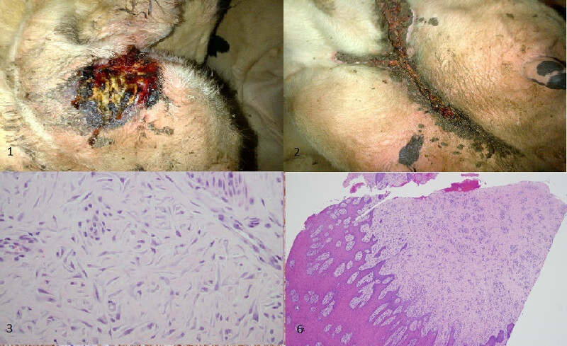 Severe, ulcerative, progressive mammary lesions Severe, ulcerative, progressive mammary lesions