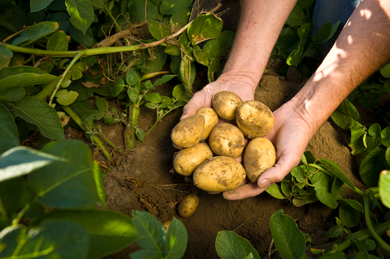Washington-potatoes-hands