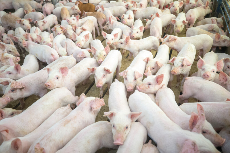 pen of grower pigs