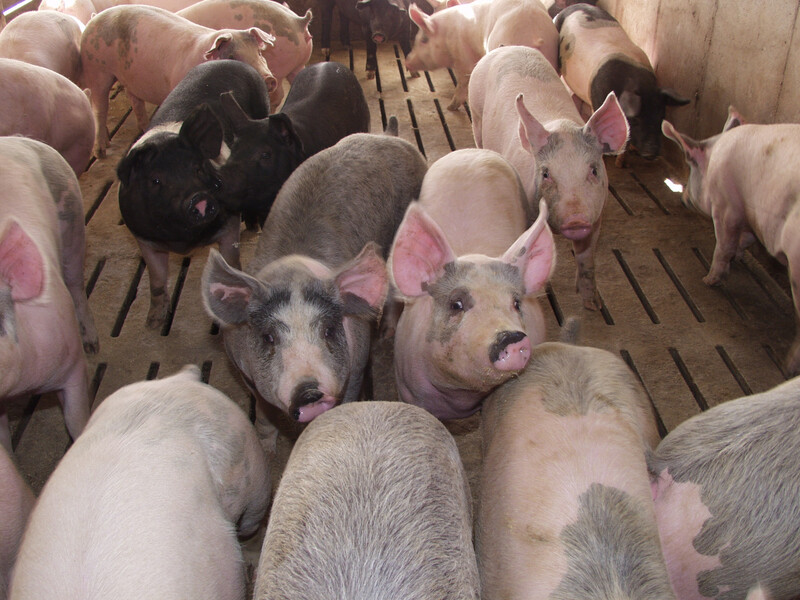 OLYMPUS DIGITAL CAMERA Pigs on Leon Sheets Farm