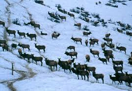 Elk, USDA Elk-USDA