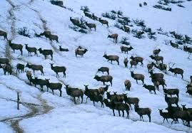 Elk, USDA Elk-USDA