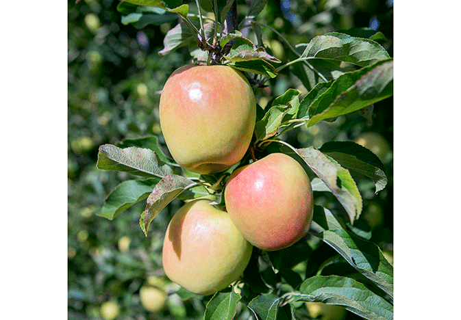 Lemonade-apples_WEB