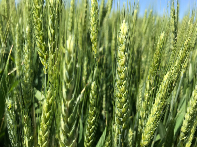 Winter wheat heading Winter Wheat