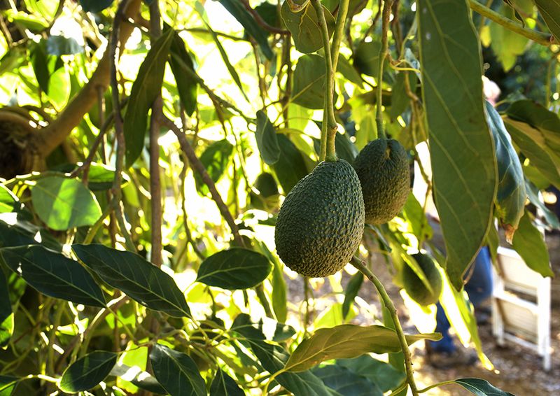 Index-Fresh-avocado-tree