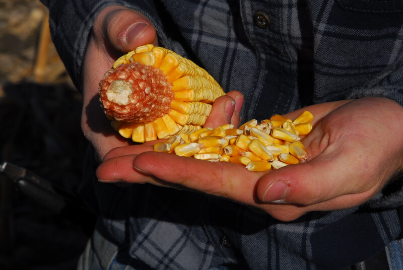 Hands shelling corn Hands shelling corn 12