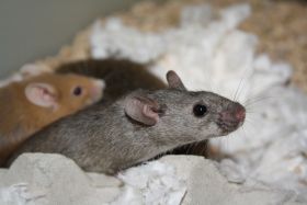 Mouse research brown-mouse-Speaking-of-Research