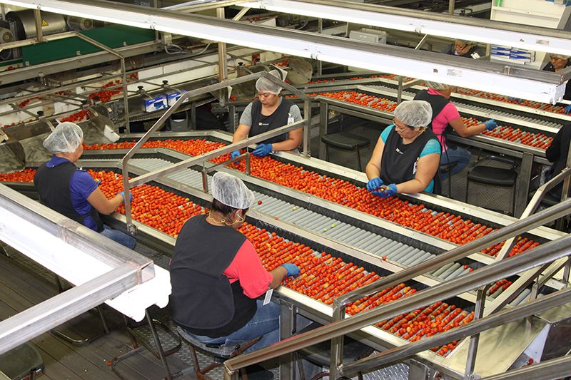 fltom15_do_007-tomato-sorting