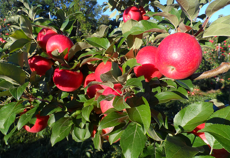 honeycrisp_orchard_NYAG