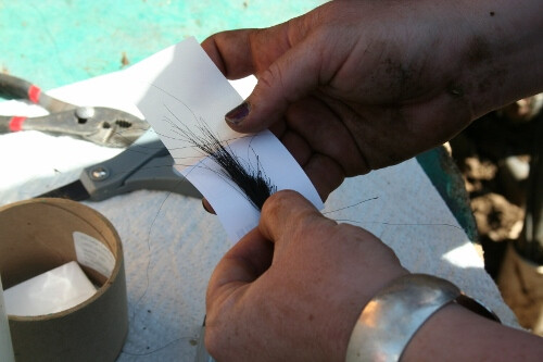 Genomic Testing Silver-spur-heifer-stills 021 (500x333)