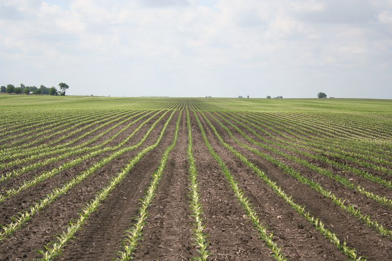 Boots in the Field Corn damage