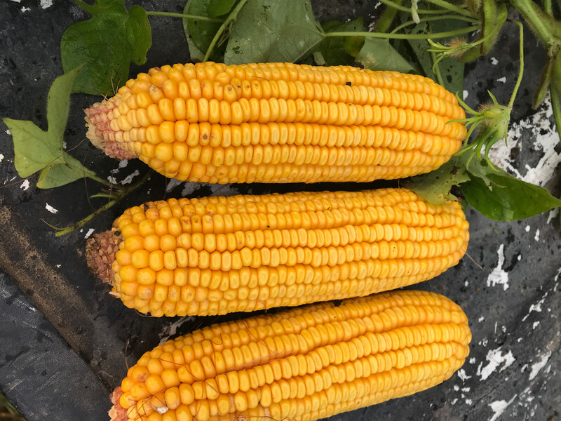 Crop Tour 2018