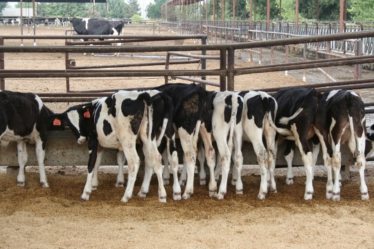 Dairy Heifer Novus tour 101 (540x360)