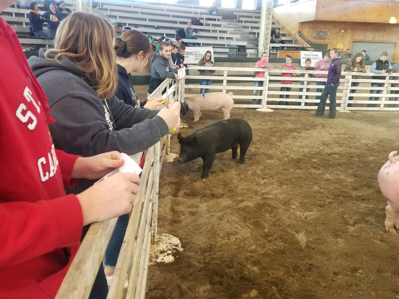 Judging Contest
