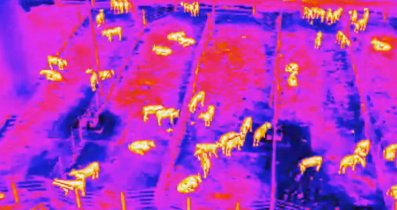 Body Heat Drone