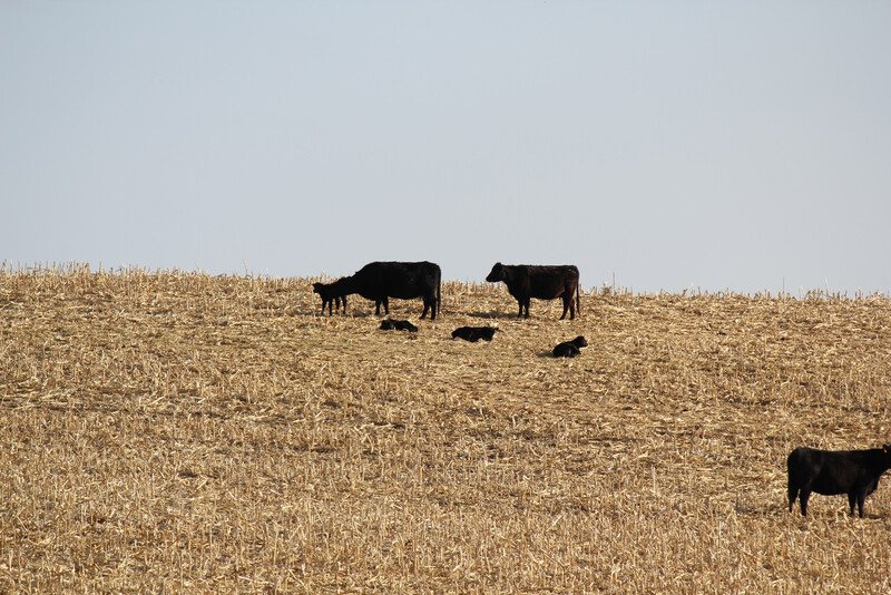 UNL Cow-calf Pairs on Cornstalks