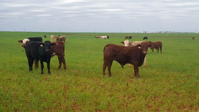 Texas A&M Winter Wheat Stocker Cattle