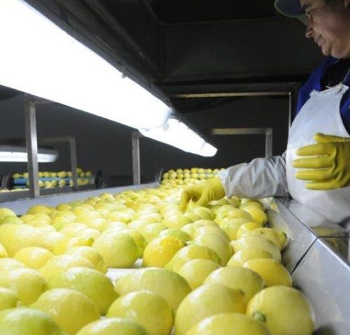 chilelemon