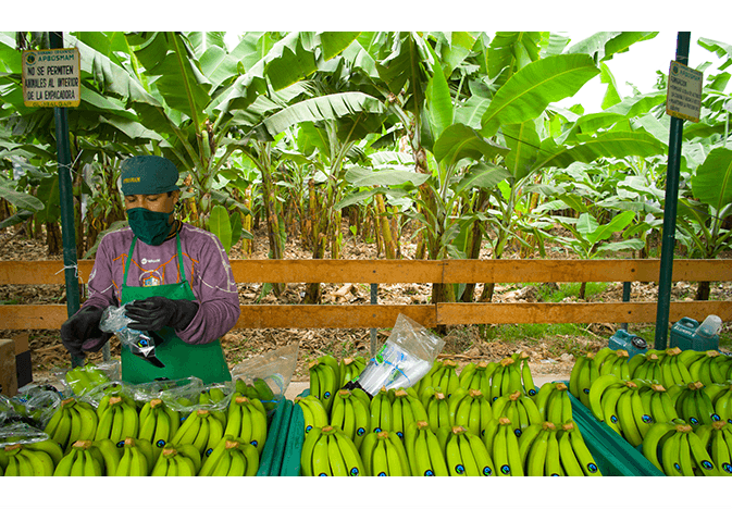 Fairtrade America bananas