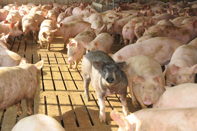 Hogs in pins hogs_pigs (42)