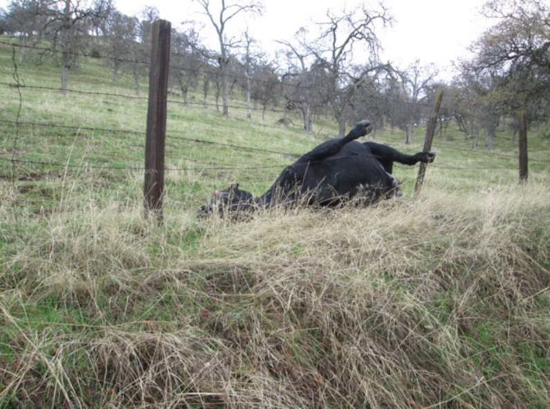 TSCO Dead Cow California