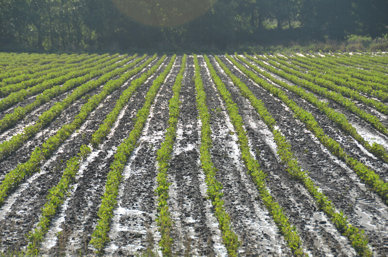 Wet soybean field Wet soybeans 1