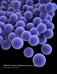 Staph aureus-USDA/ARS staph aureus-USDA-ARS