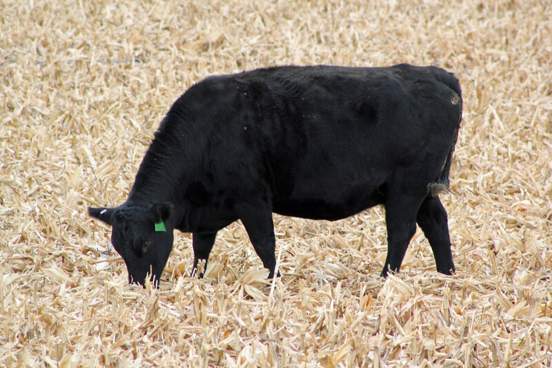 UNL Cow Grazing Corn Stalks Nebraska