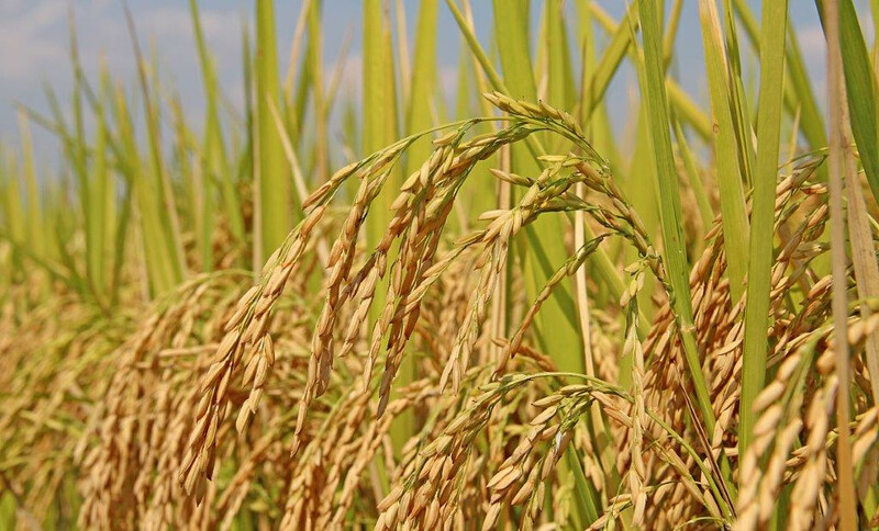 RICE RICE