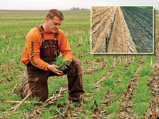 Tim Recker in cover crop field Tim Recker