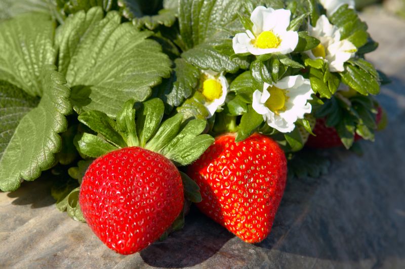 Cal-strawberry-2018-overview