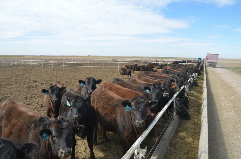 Full Circle Jersey Feeder Cattle