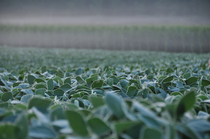 Soybean photos from MI Soybean College 2014. Soybeans 02