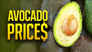Avocado prices Avocado