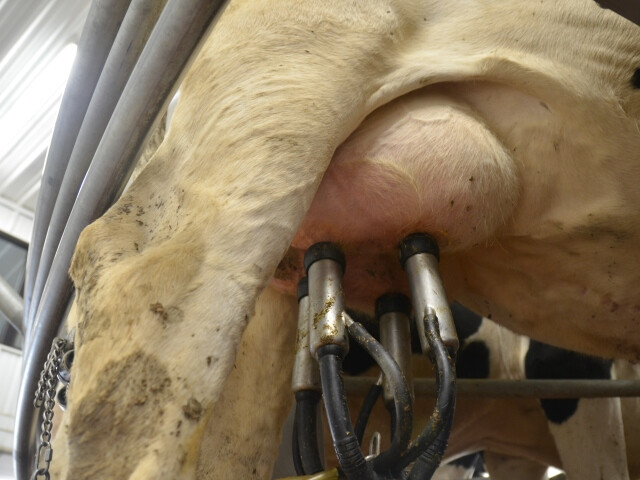 DT Milking Parlor Udders