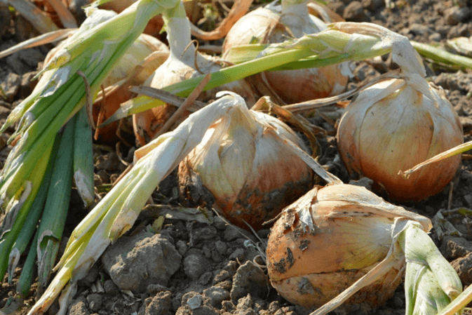 Idaho-E.Oregon-onions