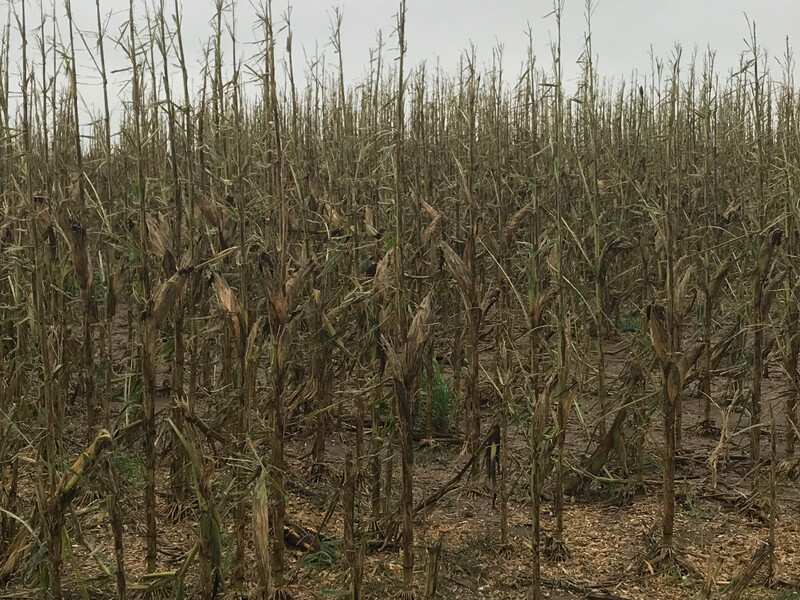 Crop Tour Hail