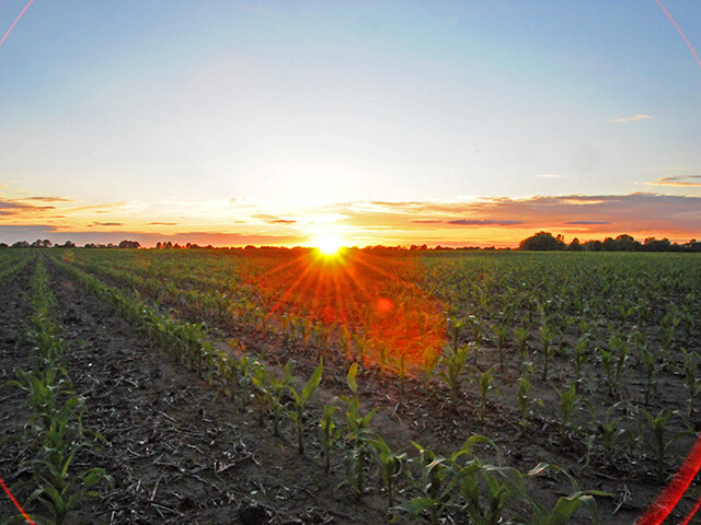Sunset over corn field