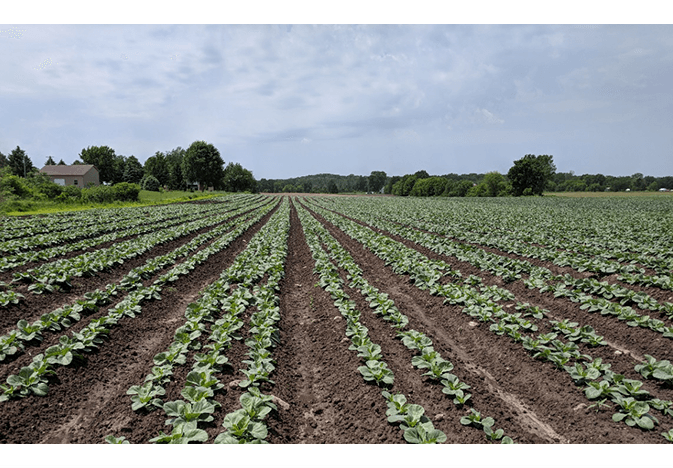 E. Miedema cabbage