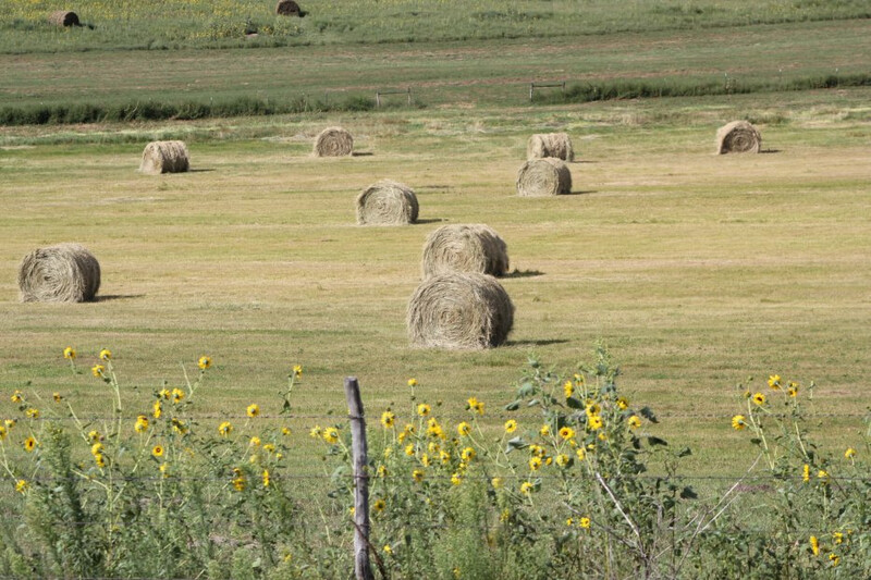 UNL Hay Meadow Bales