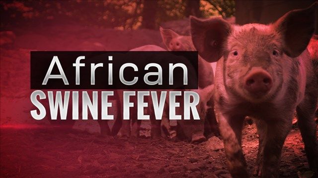 African Swine Fever - title and image of a hog African Swine Fever