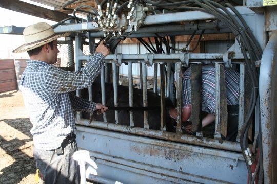 Artificial insemination Silver-spur-heifer-stills 010 (540x360)
