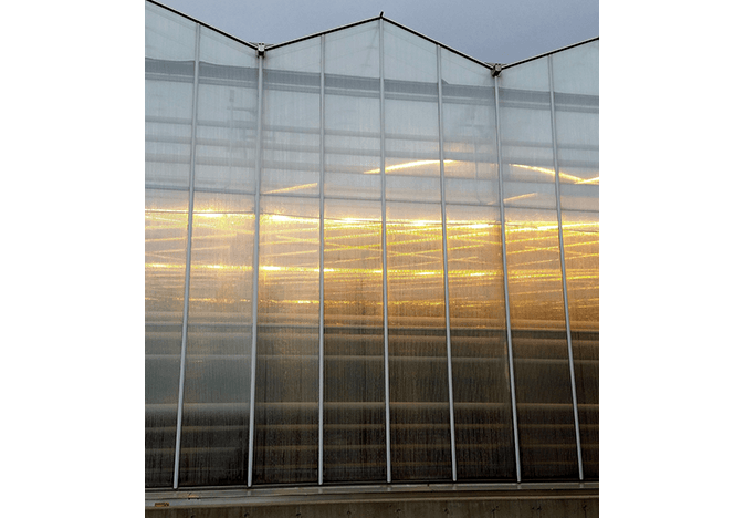 Greenhouse glow from lights