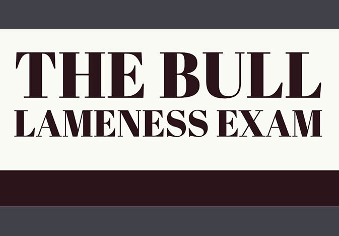 Bull Lameness bulllameness