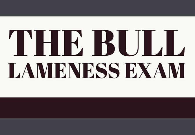 Bull Lameness bulllameness
