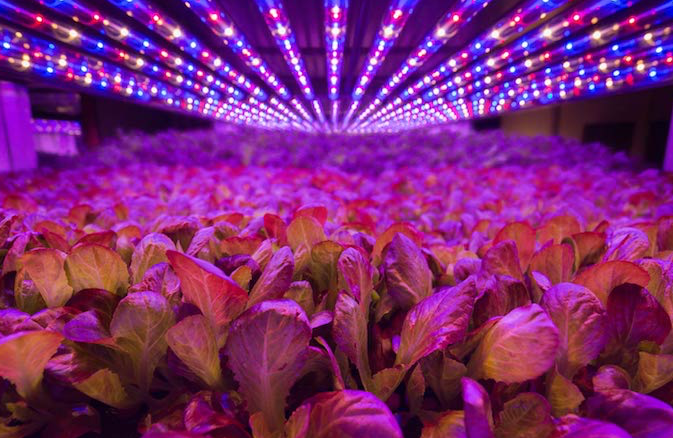 3-AeroFarms LEDS Growing 2