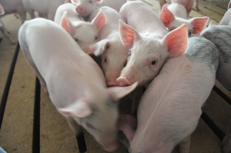 Piglets in hog barn Piglets_pigs_baby swine (60)